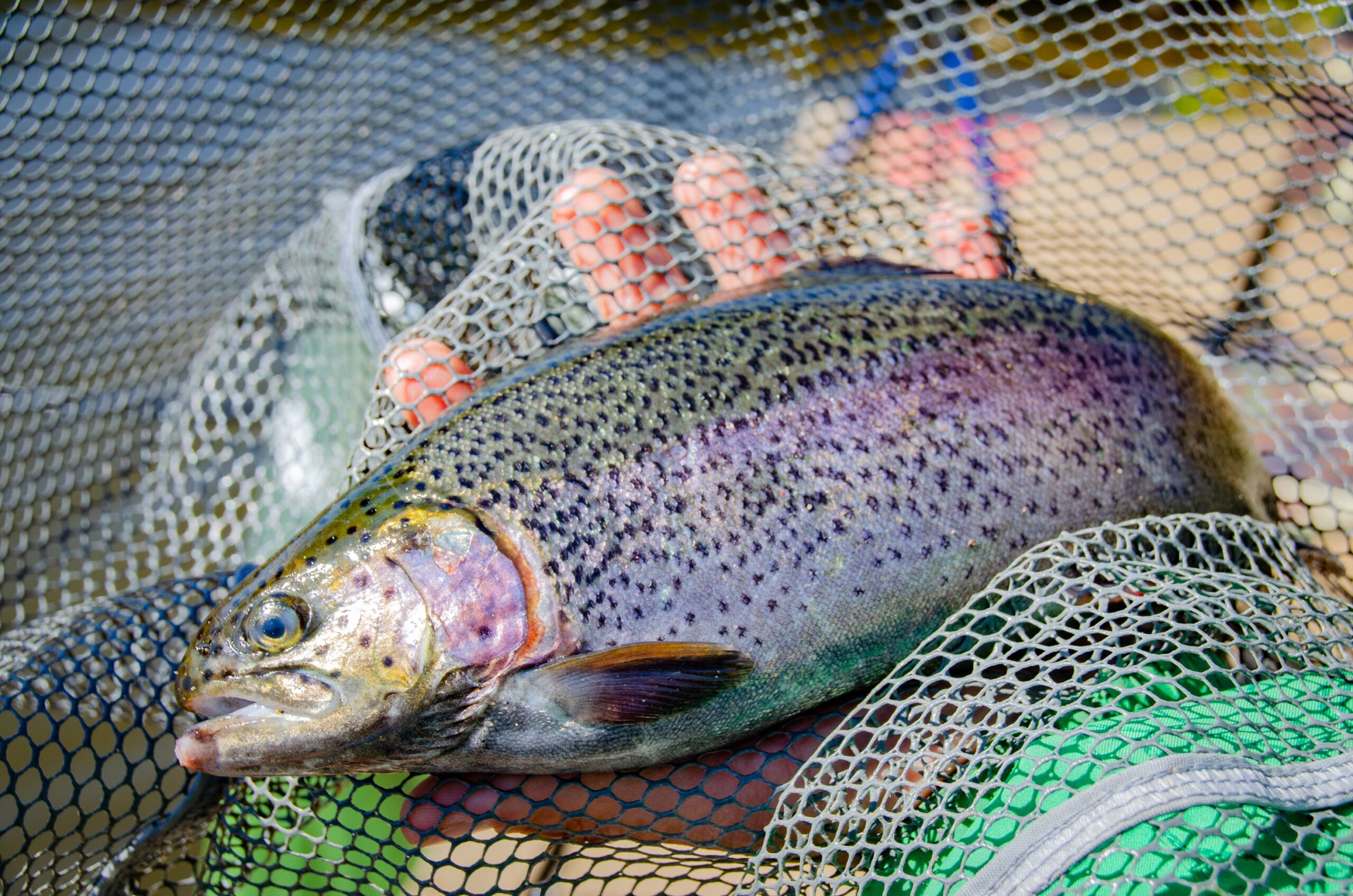 fish2